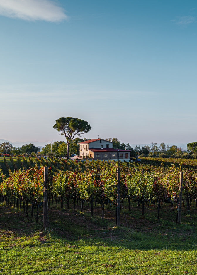 Vigneti di Aglianico in vigna piano d'angelo