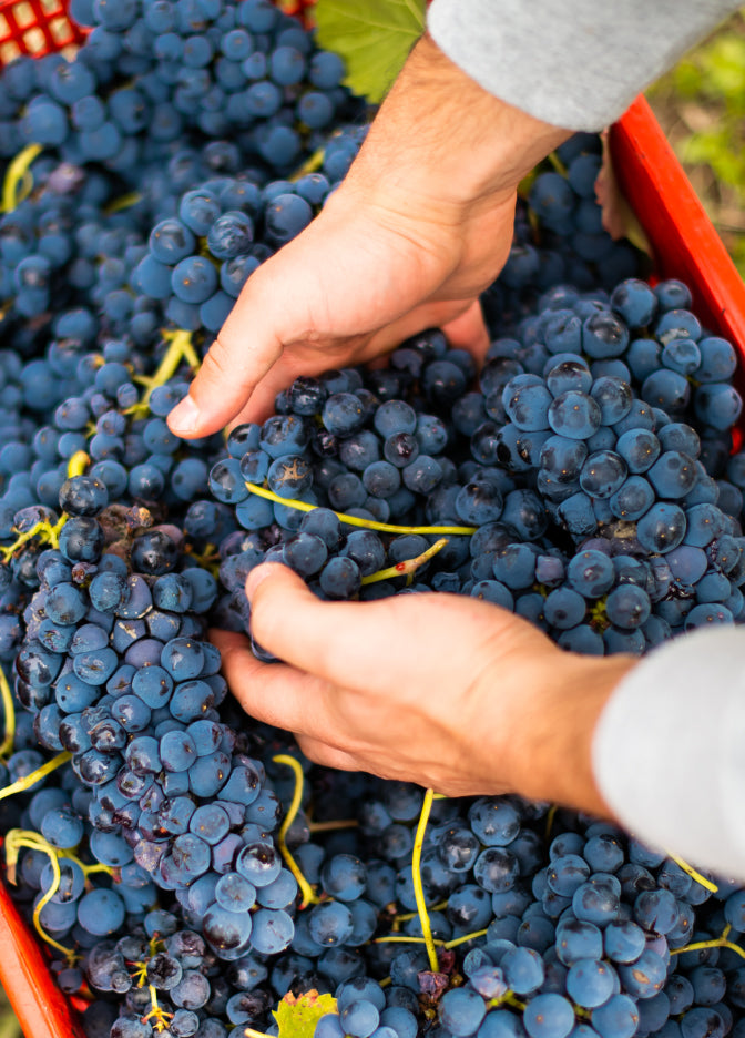 Uva rossa Aglianico di Sella delle Spine