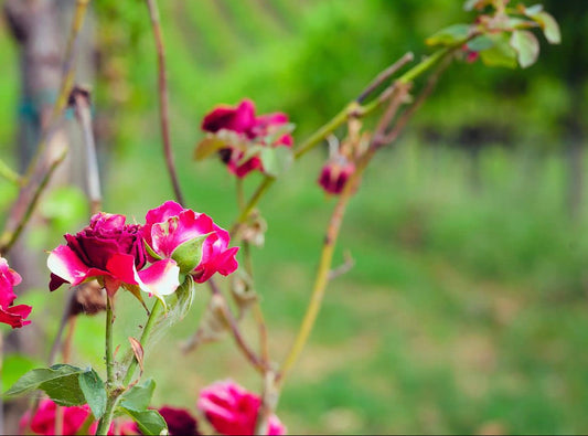 La Rosa, le Spine e la Prosperità: Il Significato dietro il Brand "Sella delle Spine"