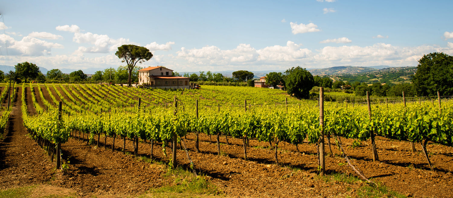 Vigneto Sella delle Spine in vigna Piano D'angelo